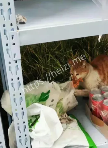 上海律师虐杀4000只猫