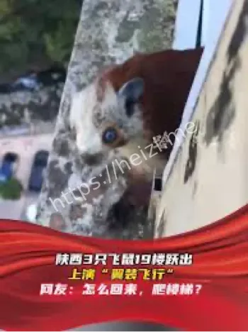 翼装飞行